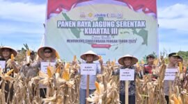 Bupati Aceh Jaya Safwandi bersama Kapolda Aceh Irjen Pol Marzuki Ali Basyah menghadiri panen raya jagung kuartal III di Desa Pulo Tinggi, Kecamatan Pasie Raya, Sabtu (27/9/2025).