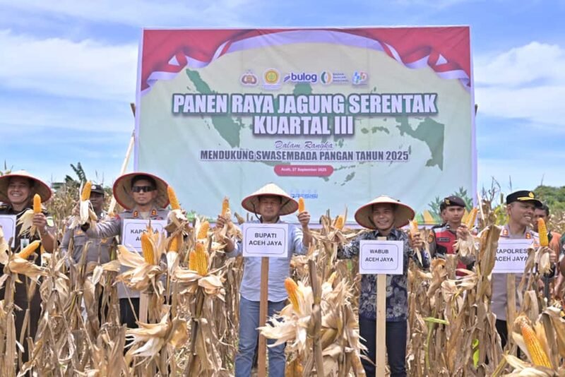 Bupati Aceh Jaya Safwandi bersama Kapolda Aceh Irjen Pol Marzuki Ali Basyah menghadiri panen raya jagung kuartal III di Desa Pulo Tinggi, Kecamatan Pasie Raya, Sabtu (27/9/2025).